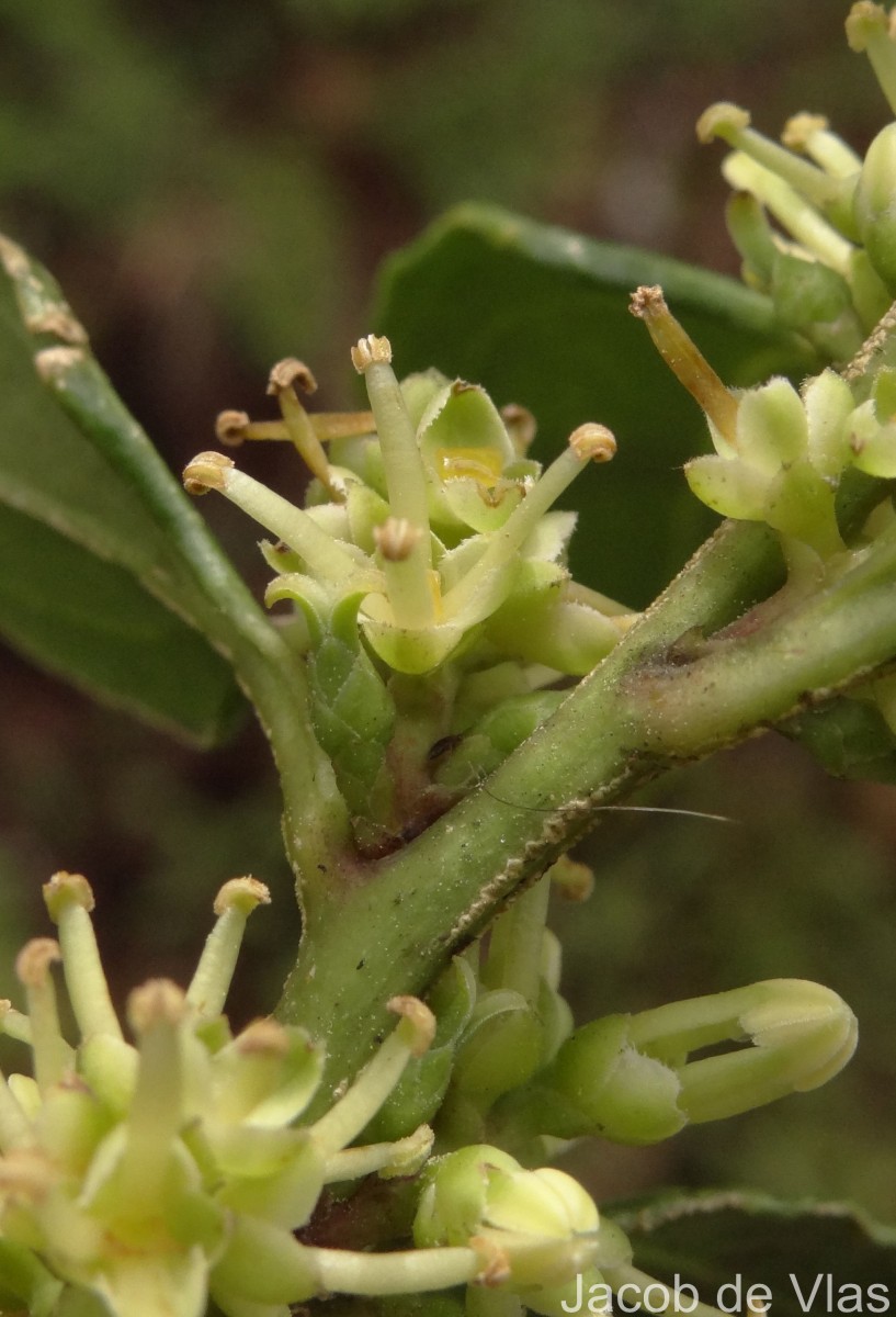 Sarcococca coriacea (Hook.) Sweet